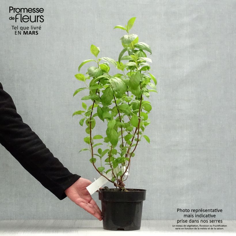 Amostra de Weigélia florida Wings of Fire Vaso de 3 L/4 L tal como entregue na primavera