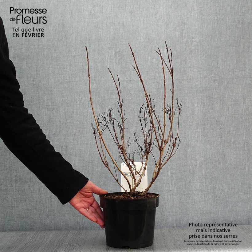 Amostra de Weigélia florida Alexandra Vaso de 2 L/3 L tal como entregue no inverno