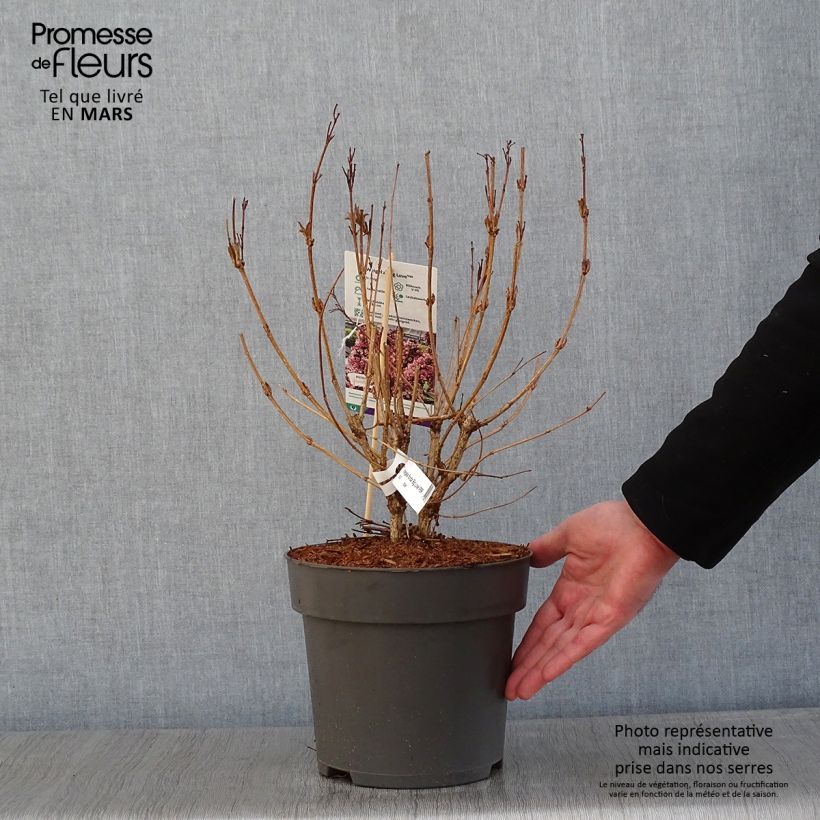 Amostra de Weigela florida Big Love Vaso de 3 L/4 L tal como entregue no inverno