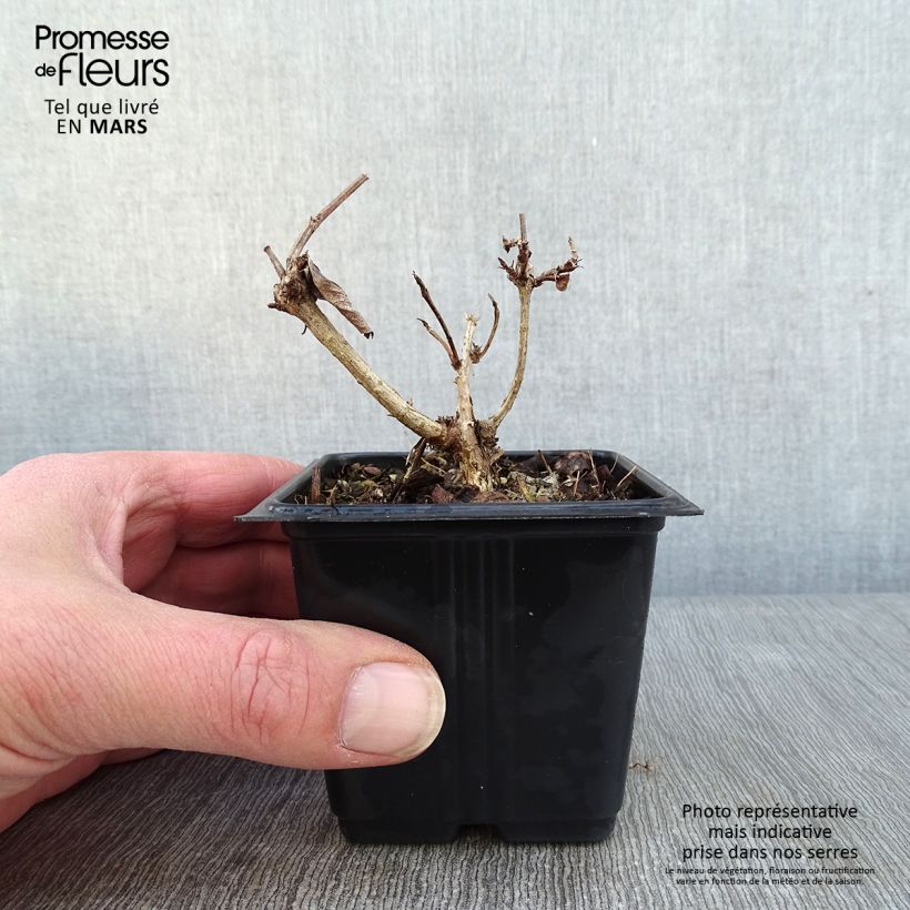 Amostra de Weigélia florida Bristol Ruby Vaso de 8/9 cm tal como entregue no inverno