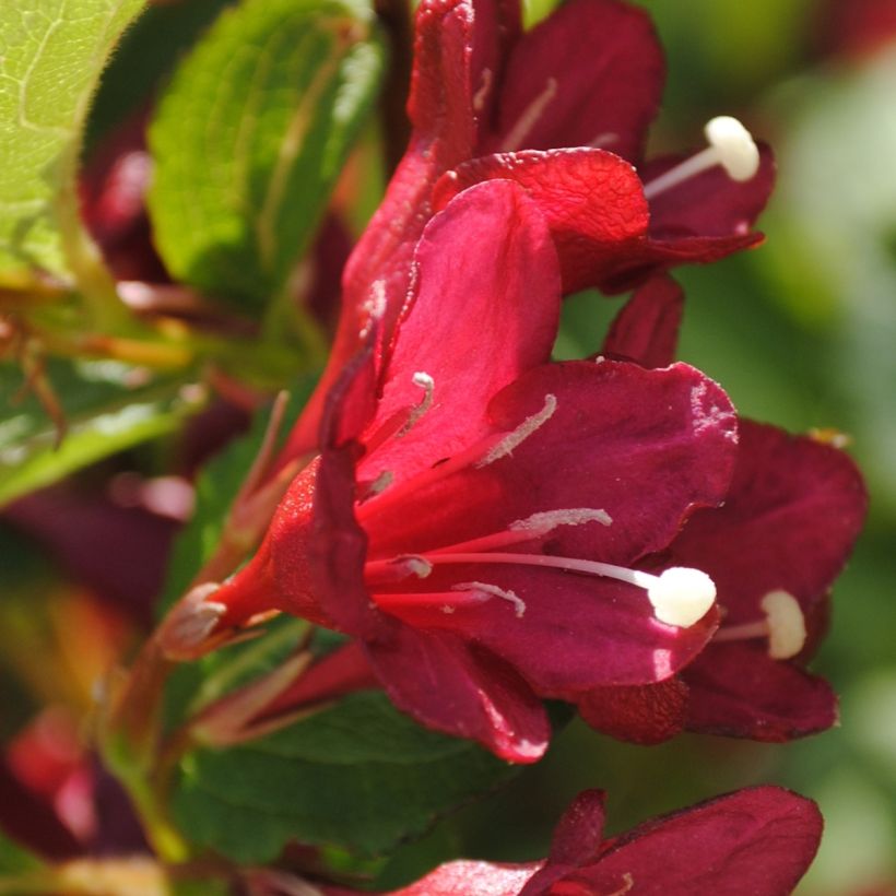Weigélia florida Cherry Lace (Floração)