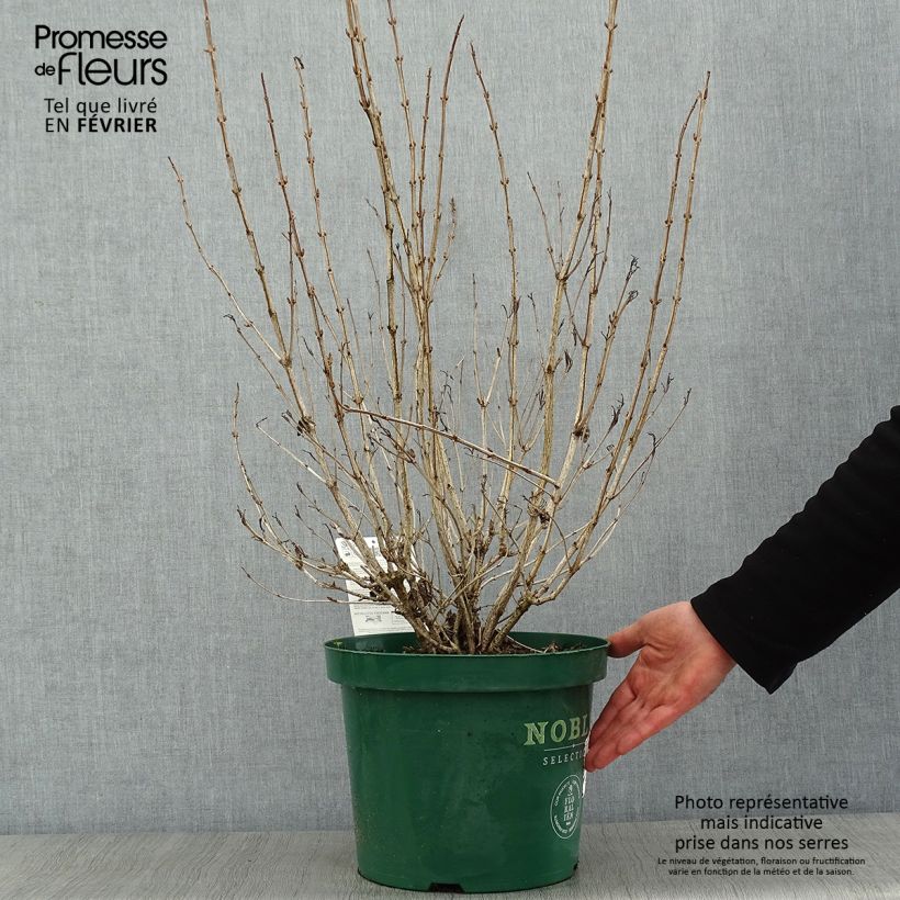 Amostra de Weigela florida Ebony and Ivory Vaso de 7,5 L/10 L tal como entregue no inverno