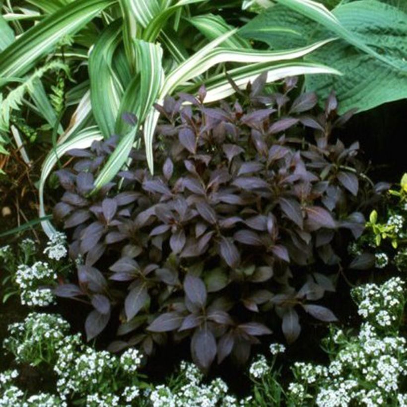 Weigélia florida Midnight Wine (Hábito)