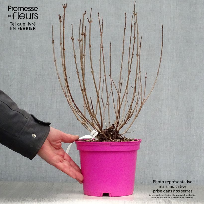 Amostra de Weigela florida Foliis Purpureis - Weigela florida Purpurea - Weigelia pourpre Vaso de 2 L/3 L tal como entregue no inverno