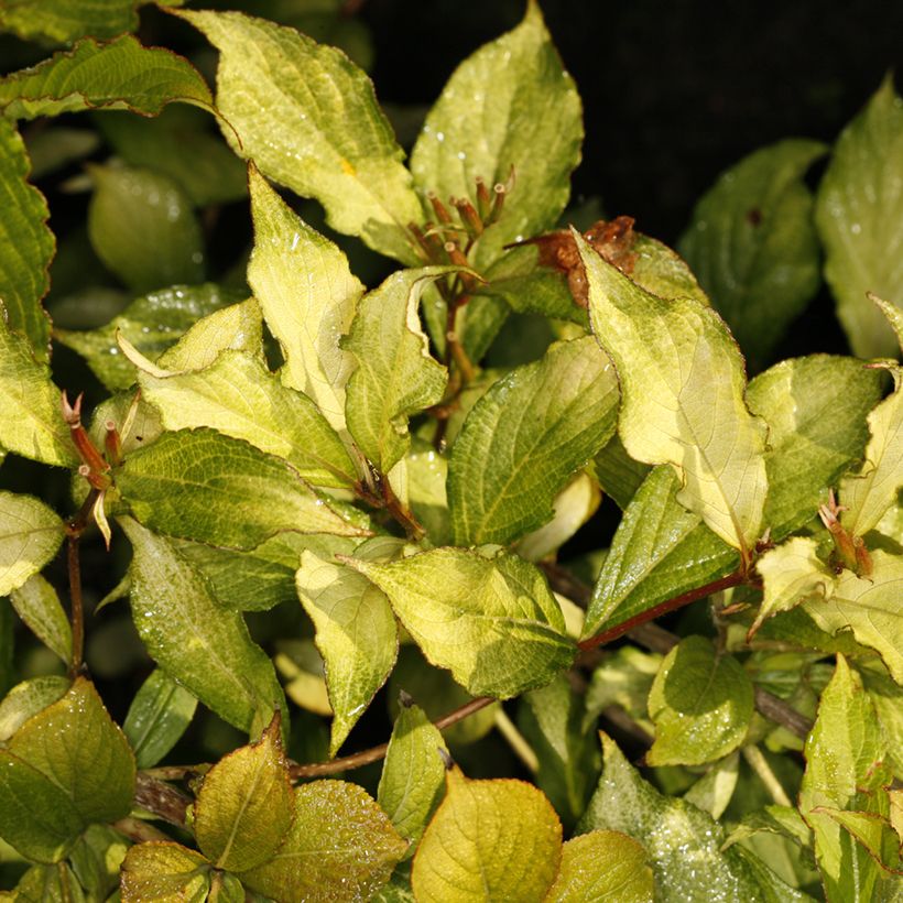 Weigélia florida Ghost (Folhagem)