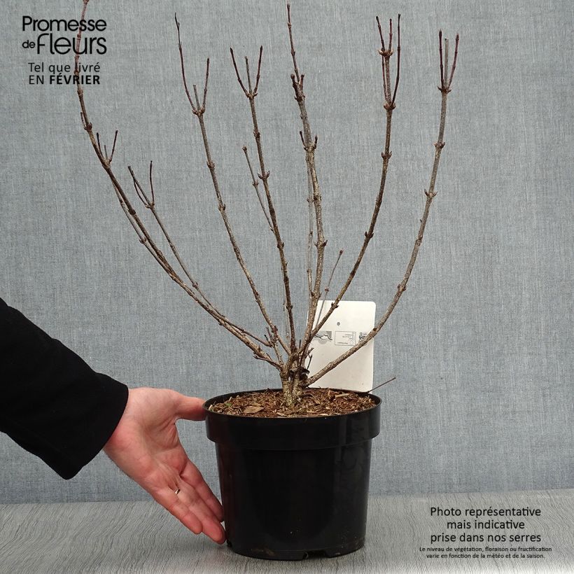 Amostra de Weigela florida Korea Vaso de 2 L/3 L tal como entregue no inverno