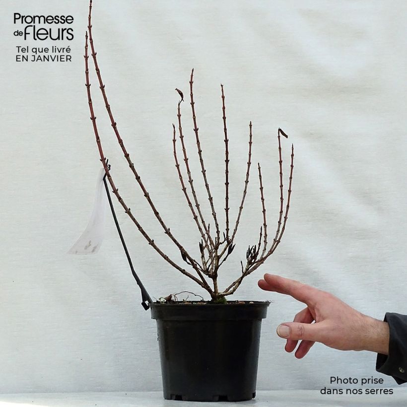 Amostra de Weigela florida Magical Rainbow Vaso de 3 L/4 L tal como entregue no inverno