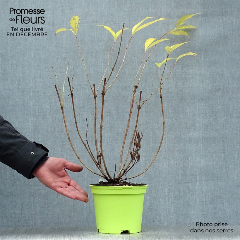 Amostra de Weigélia florida Marjorie Vaso de 2 L/3 L tal como entregue no inverno