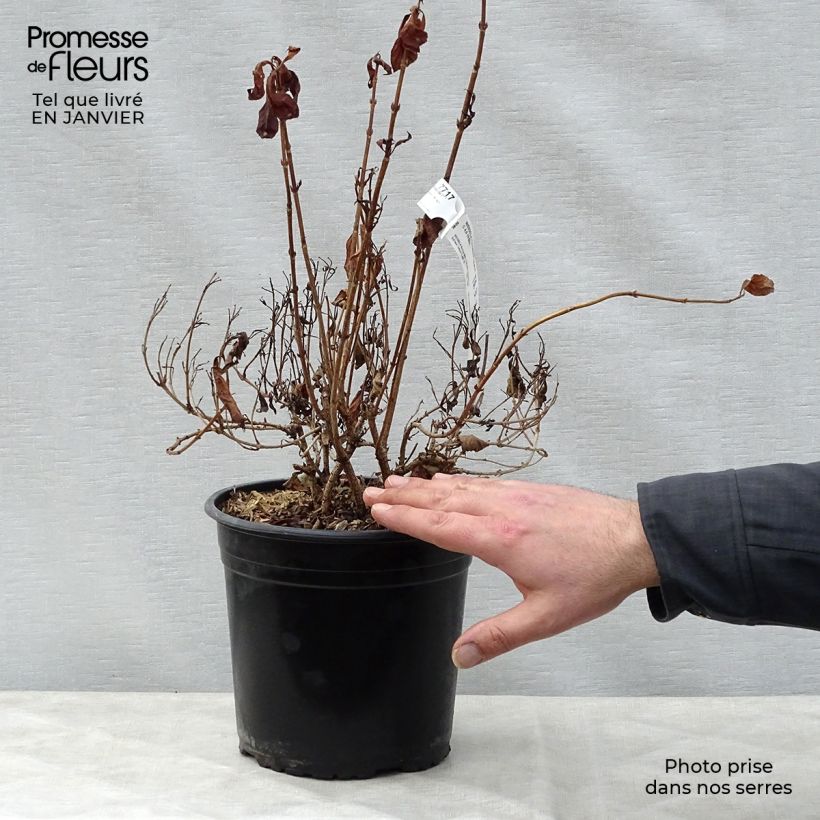 Amostra de Weigela florida Minor Black Vaso de 2 L/3 L tal como entregue no inverno