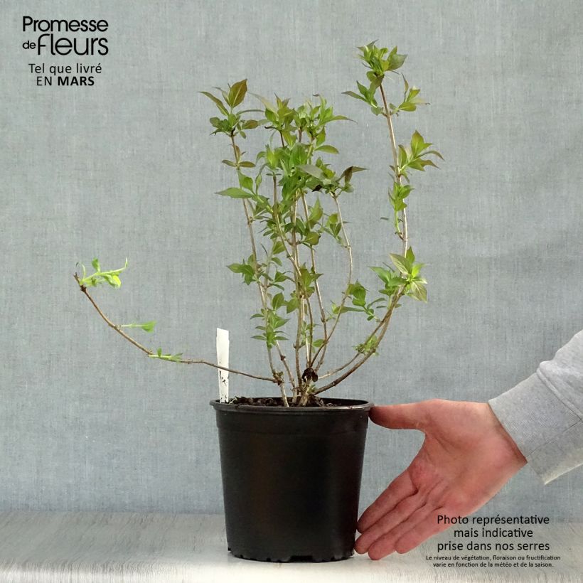 Amostra de Weigélia florida Minor Black Vaso de 2 L/3 L tal como entregue na primavera