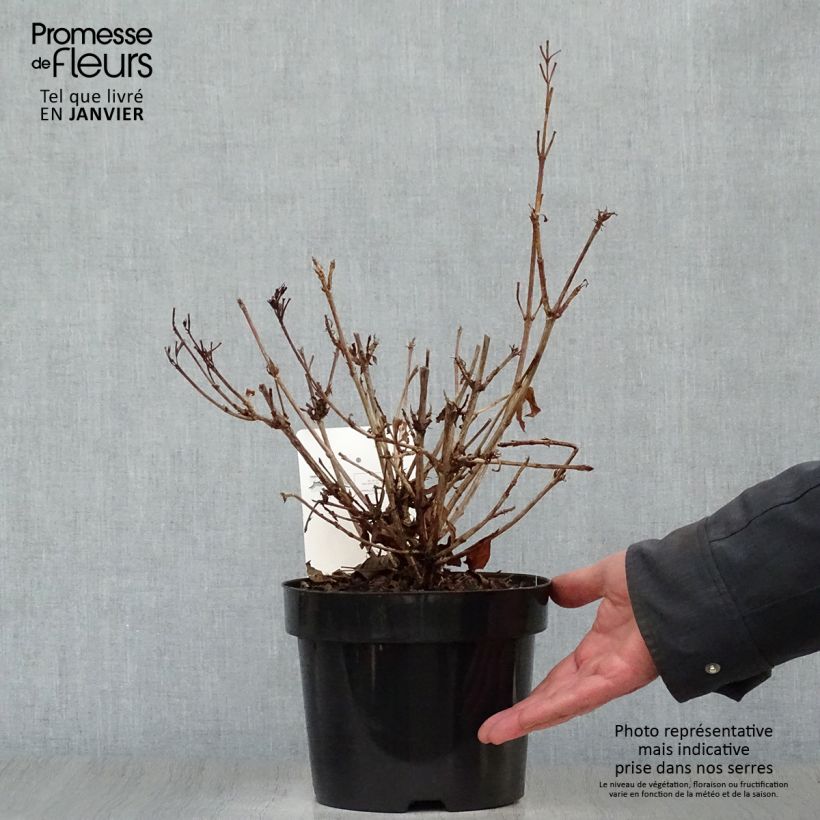 Amostra de Weigela florida Brigela Vaso de 2 L/3 L tal como entregue no inverno