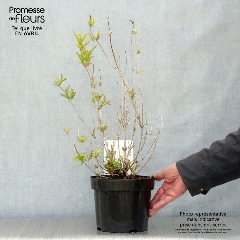 Amostra de Weigélia florida Brigela Vaso de 2 L/3 L tal como entregue na primavera