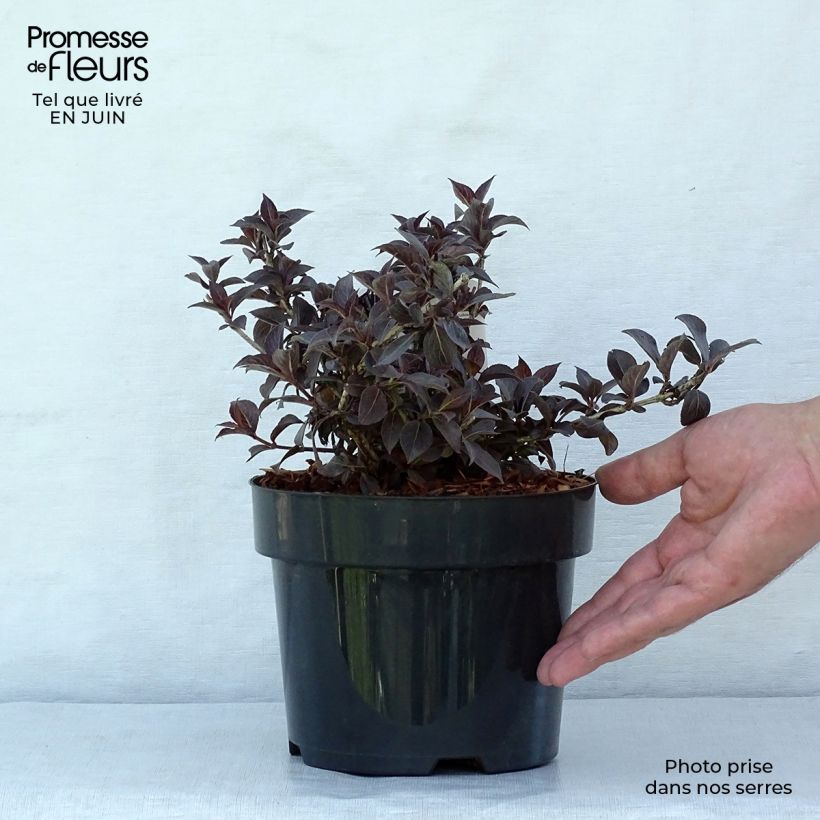 Amostra de Weigélia florida Nana Purpurea Vaso de 3 L/4 L tal como entregue no verão
