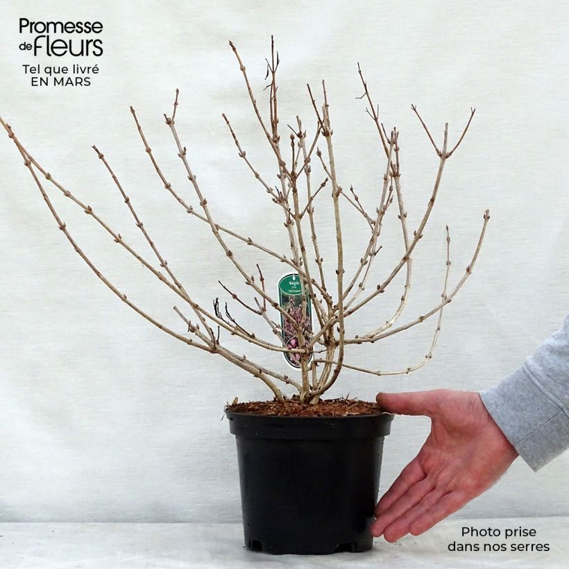 Amostra de Weigélia florida Nana Purpurea Vaso de 3 L/4 L tal como entregue na primavera