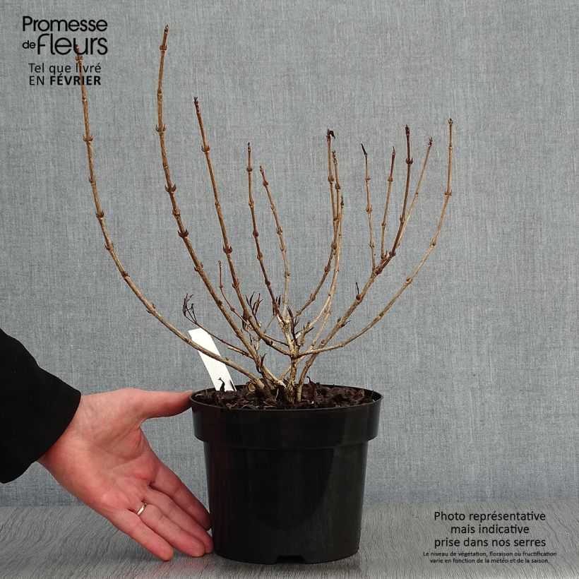 Amostra de Weigélia florida Nana Purpurea Vaso de 3 L/4 L tal como entregue no inverno