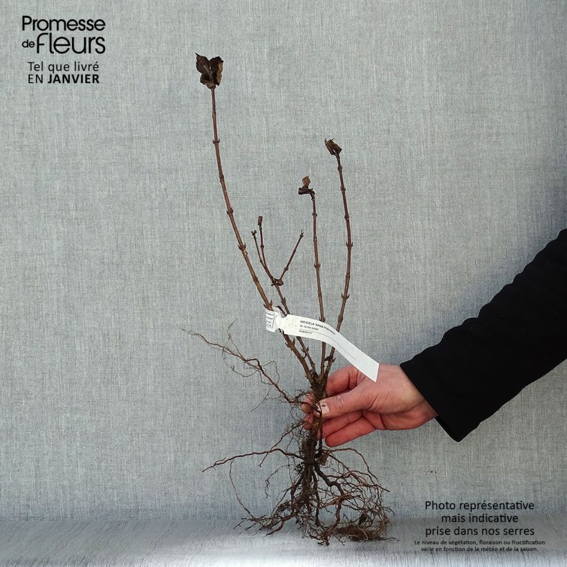 Amostra de Weigélia florida Nana Purpurea Raízes nuas tal como entregue no inverno