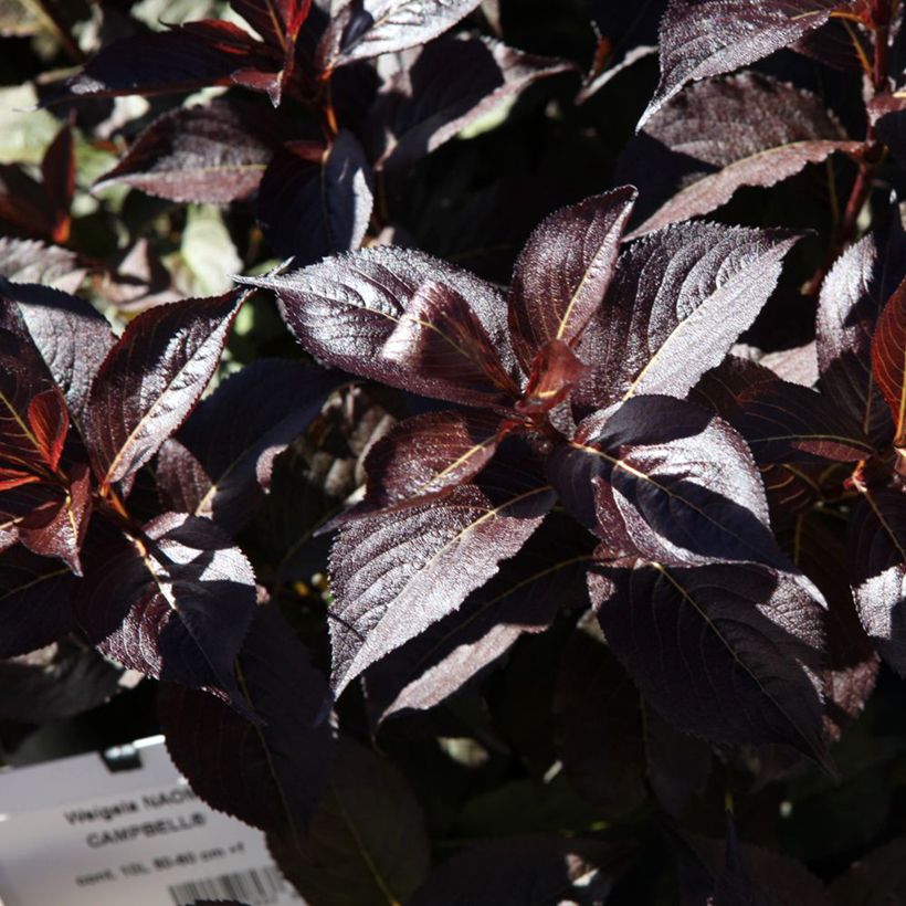 Weigélia florida Naomi Campbell (Folhagem)