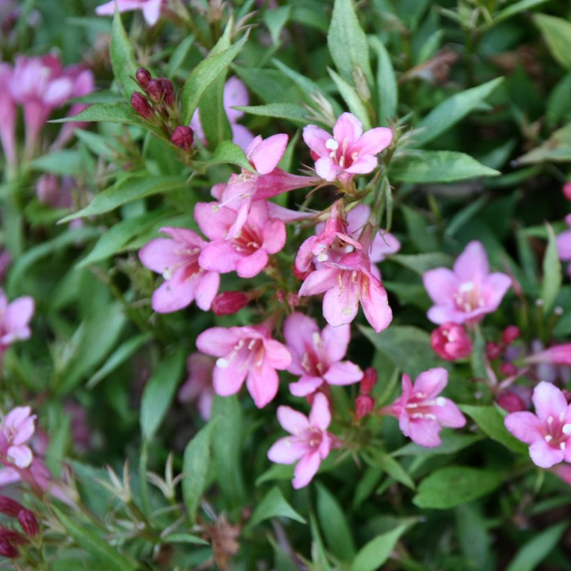 Weigélia florida Picobella Rosa (Floração)
