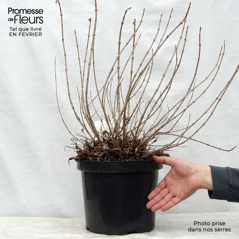 Amostra de Weigela florida Pink Poppet Vaso de 7,5 L/10 L tal como entregue no inverno