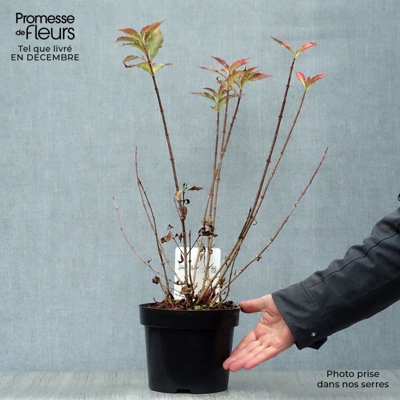 Amostra de Weigela florida Pink Poppet Vaso de 3 L/4 L tal como entregue no inverno