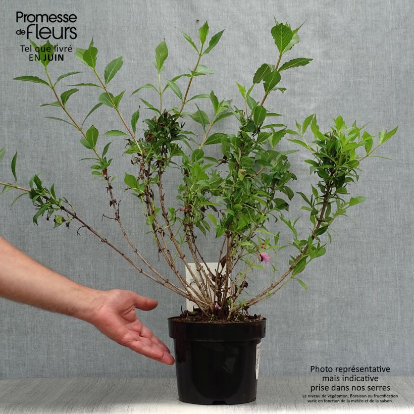 Amostra de Weigélia florida Pink Poppet Vaso de 3 L/4 L tal como entregue no verão