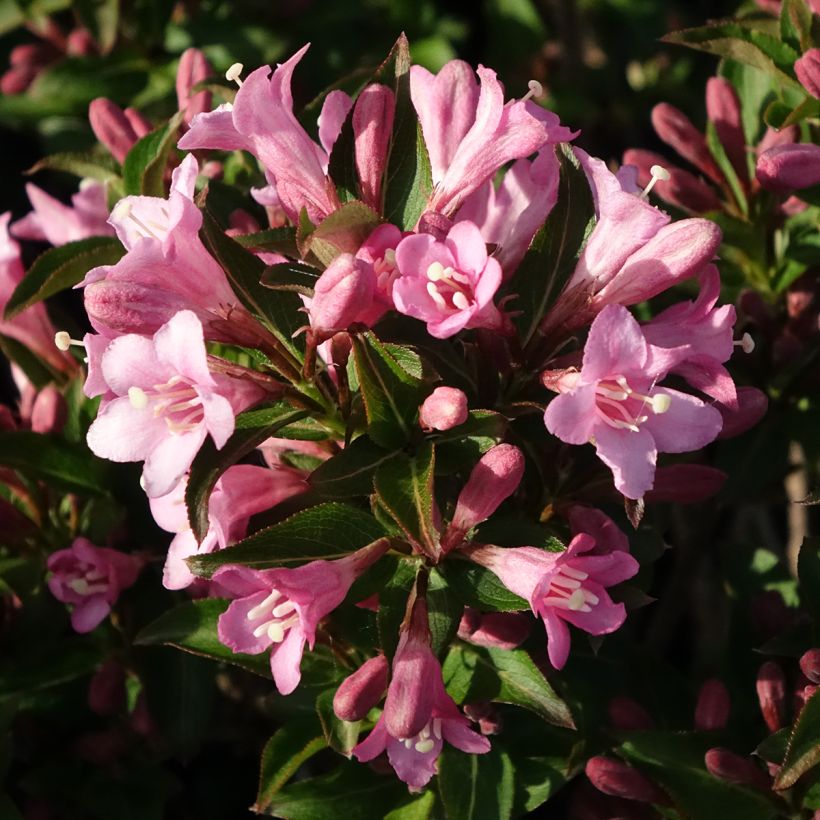 Weigélia florida Pink Poppet (Floração)