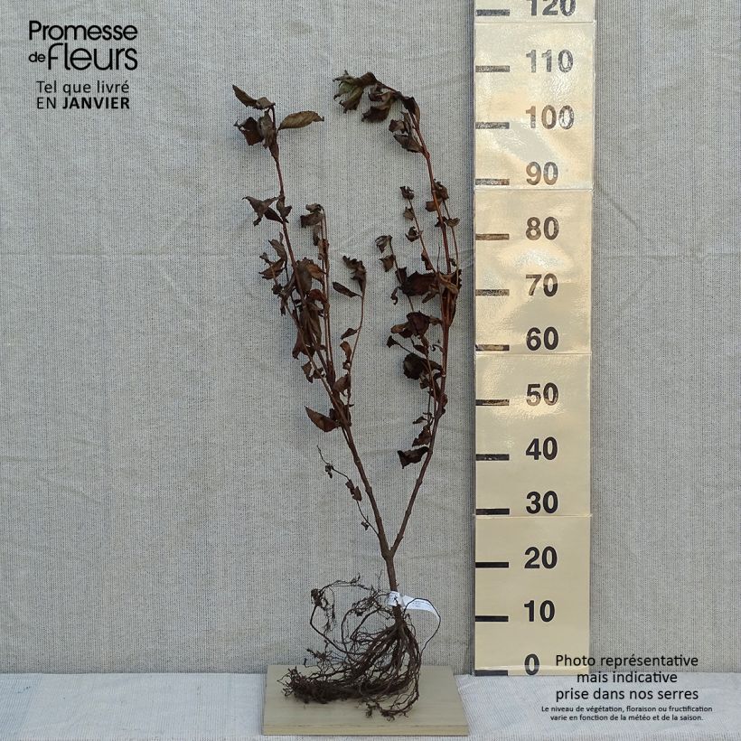 Amostra de Weigela florida Rosea - Weigélia Raízes nuas tal como entregue no inverno