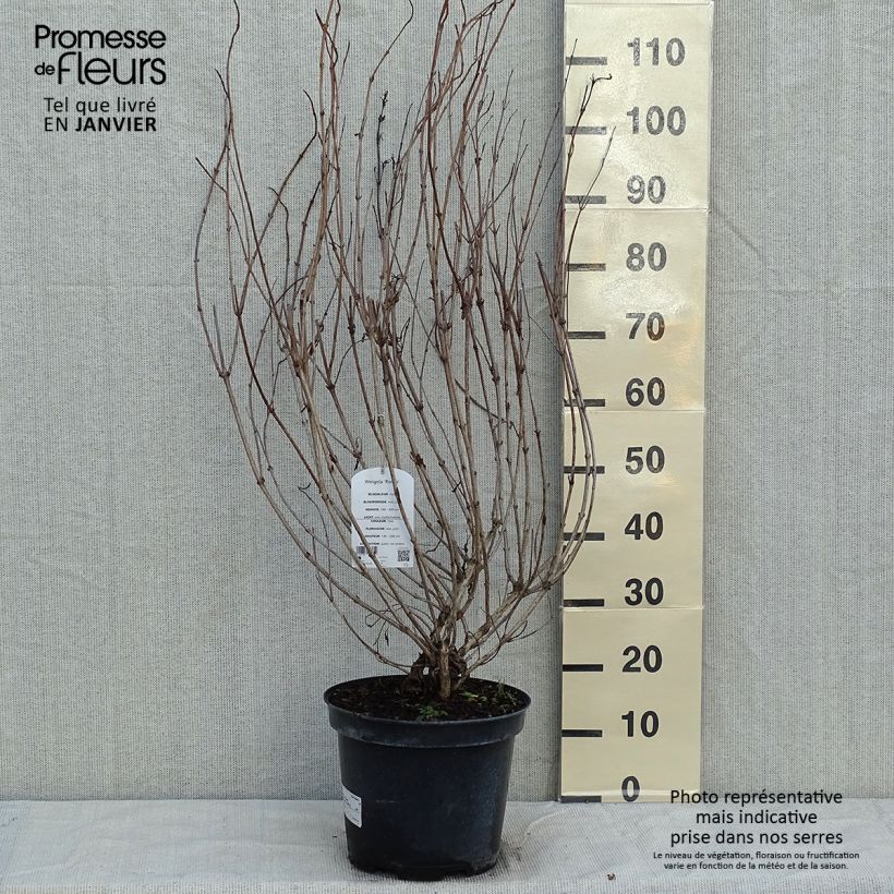 Amostra de Weigela florida Rosea - Weigélia Vaso de 7,5 L/10 L tal como entregue no inverno