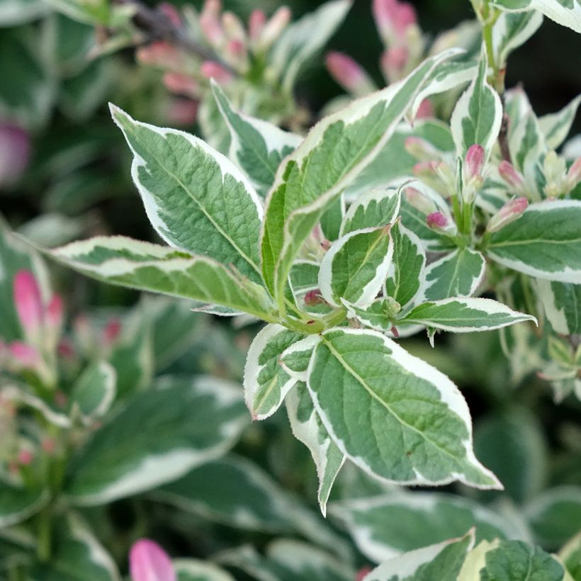 Weigélia florida Variegata (Folhagem)