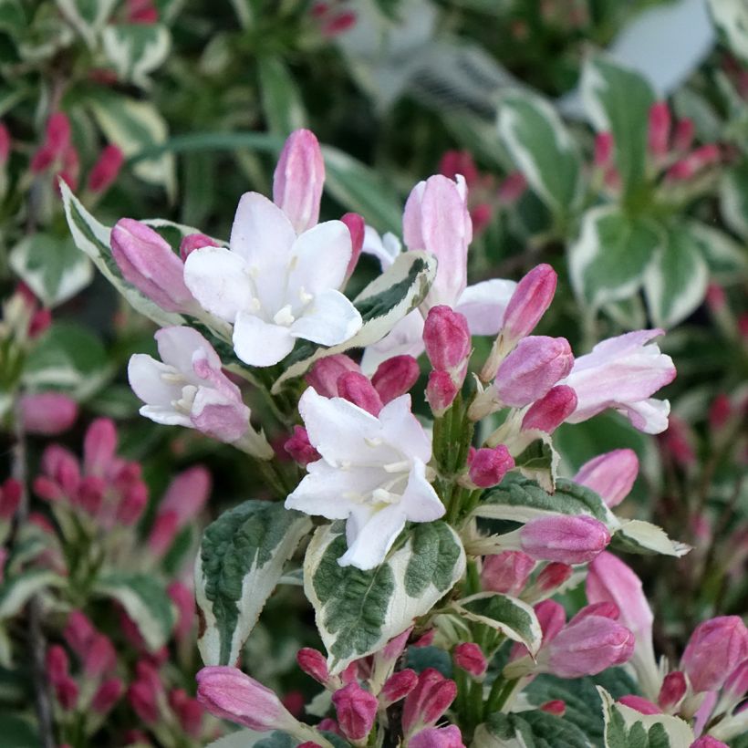Weigélia florida Variegata (Floração)