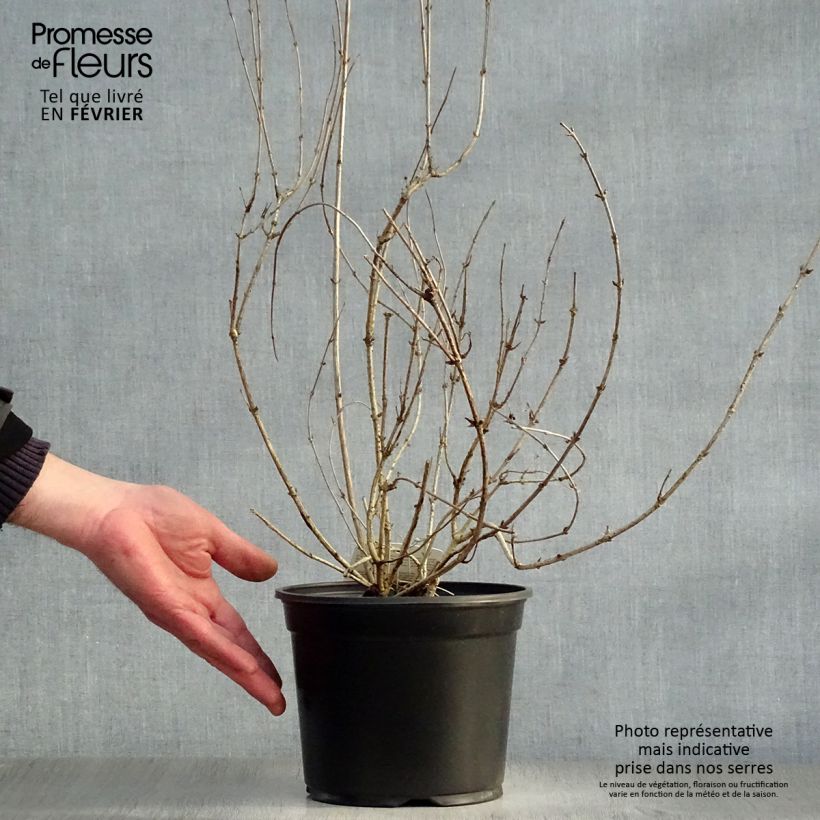 Amostra de Weigela florida Victoria Vaso de 2 L/3 L tal como entregue no inverno