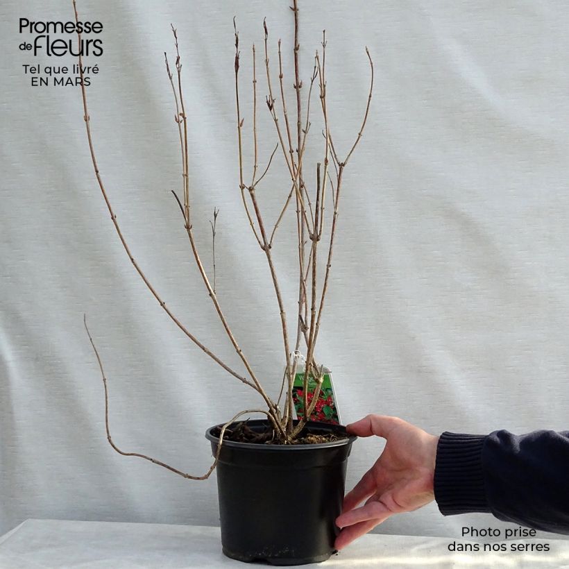 Amostra de Weigélia Eva Rathke Vaso de 2 L/3 L tal como entregue na primavera