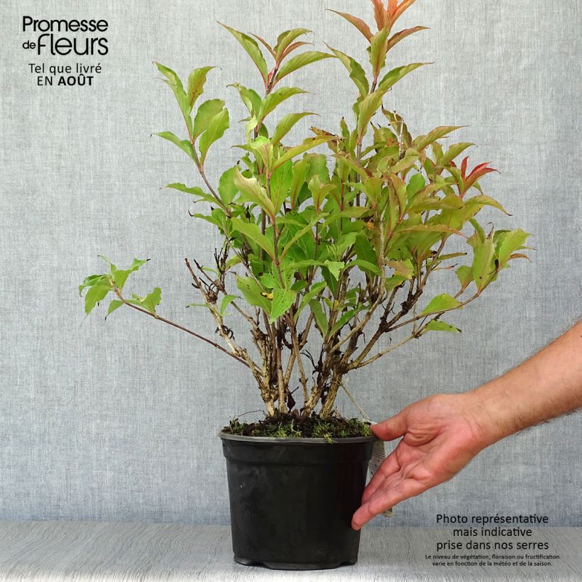 Amostra de Weigélia florida Red Prince Vaso de 2 L/3 L tal como entregue no verão