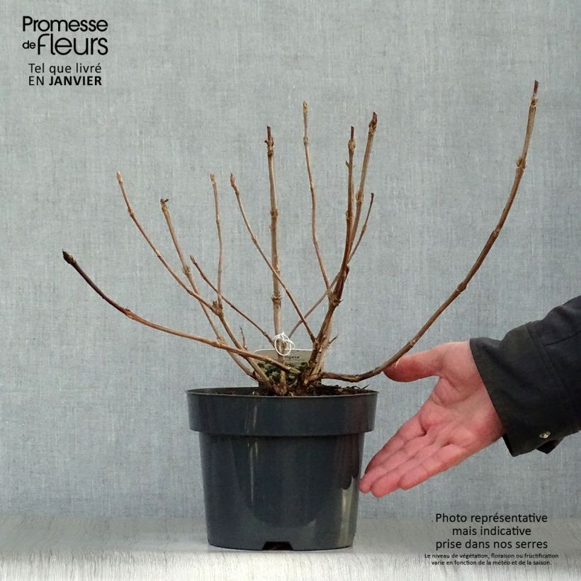 Amostra de Weigélia middendorffiana Vaso de 3 L/4 L tal como entregue no inverno