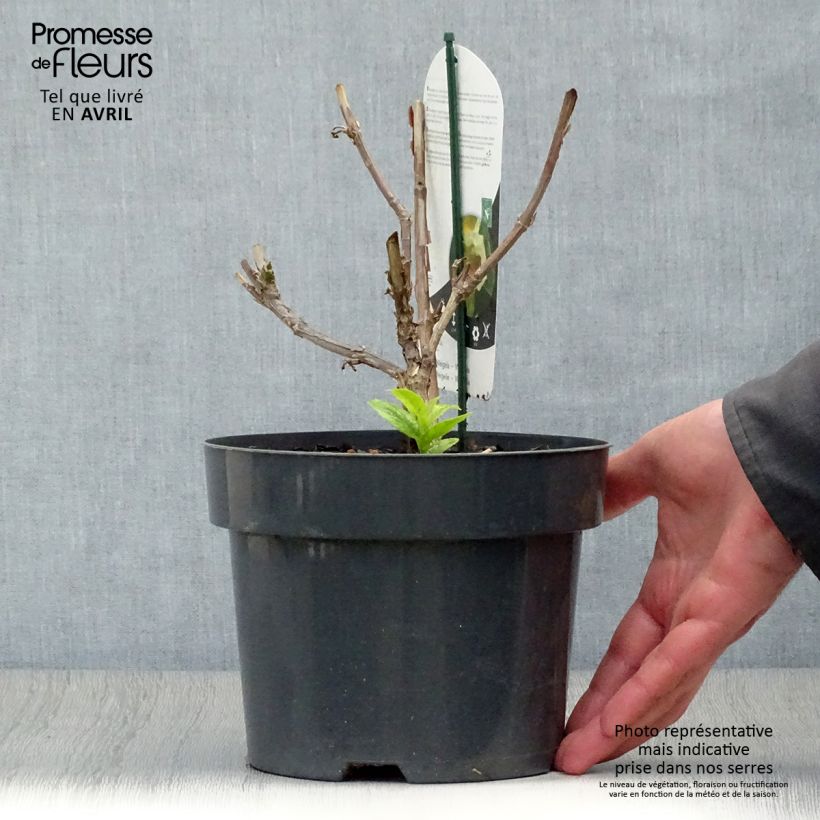 Amostra de Weigélia middendorffiana Vaso de 3 L/4 L tal como entregue na primavera