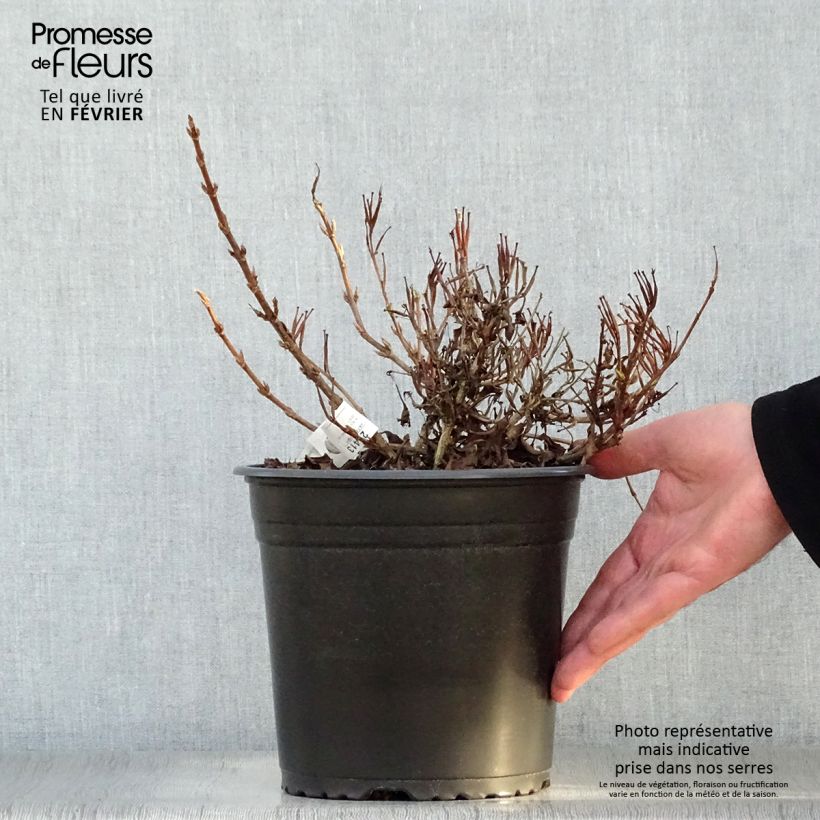 Amostra de Weigelia All Summer Peach Vaso de 3 L/4 L tal como entregue no inverno