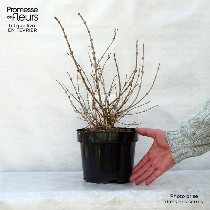 Amostra de Weigelia florida Monet Verweig Vaso de 2 L/3 L tal como entregue no inverno