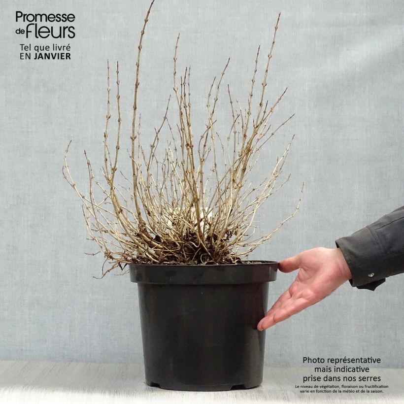 Amostra de Weigelia florida Monet Verweig Vaso de 7,5 L/10 L tal como entregue no inverno