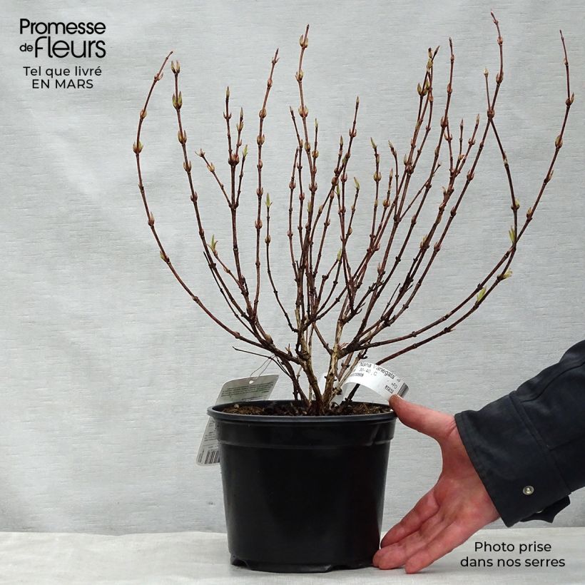 Amostra de Weigélia florida Nana Variegata Vaso de 2 L/3 L tal como entregue na primavera