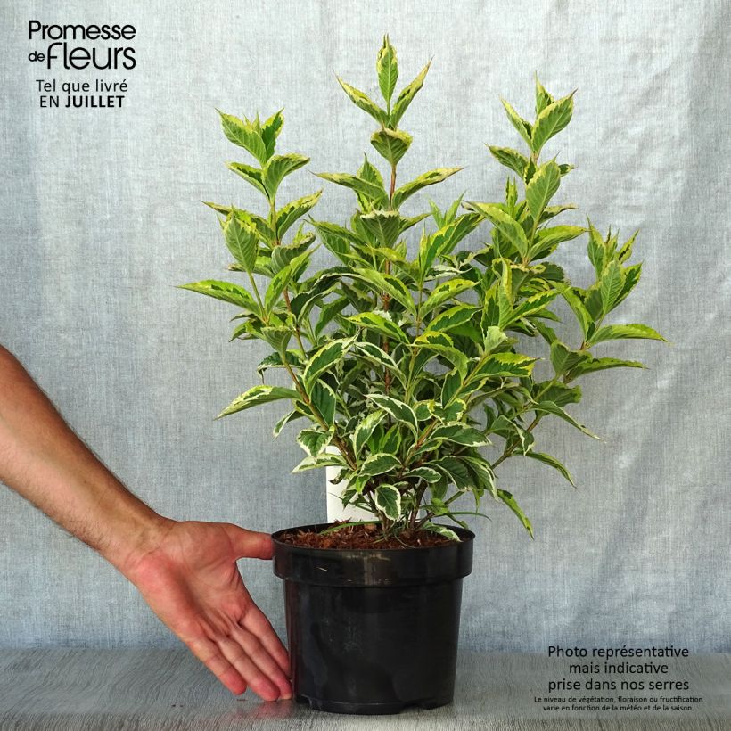Amostra de Weigélia florida Nana Variegata Vaso de 2 L/3 L tal como entregue no verão