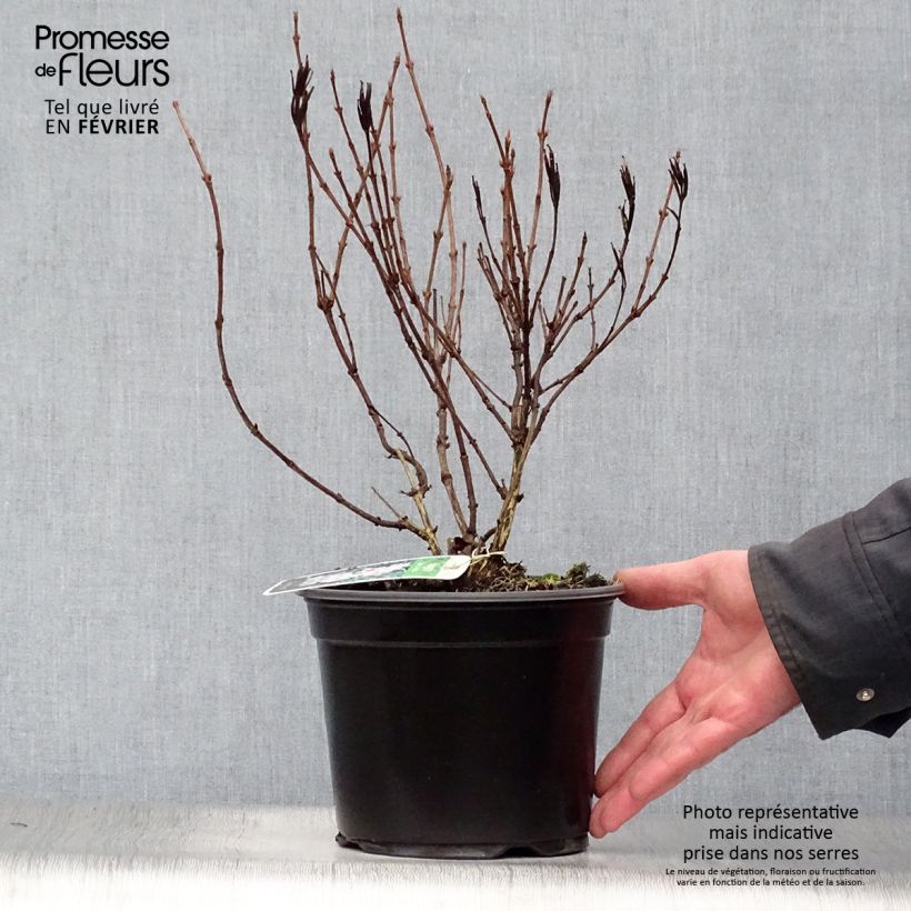 Amostra de Weigelia florida Nana Variegata - Weigela panaché  Vaso de 2 L/3 L tal como entregue no inverno