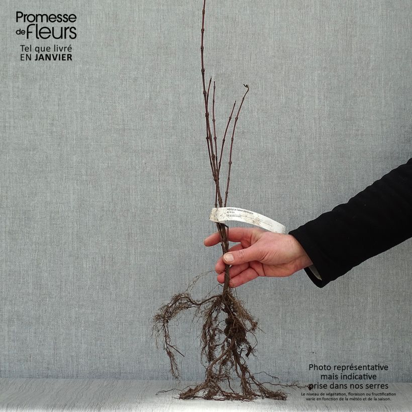 Amostra de Weigelia florida Nana Variegata - Weigela panaché  Raízes nuas tal como entregue no inverno