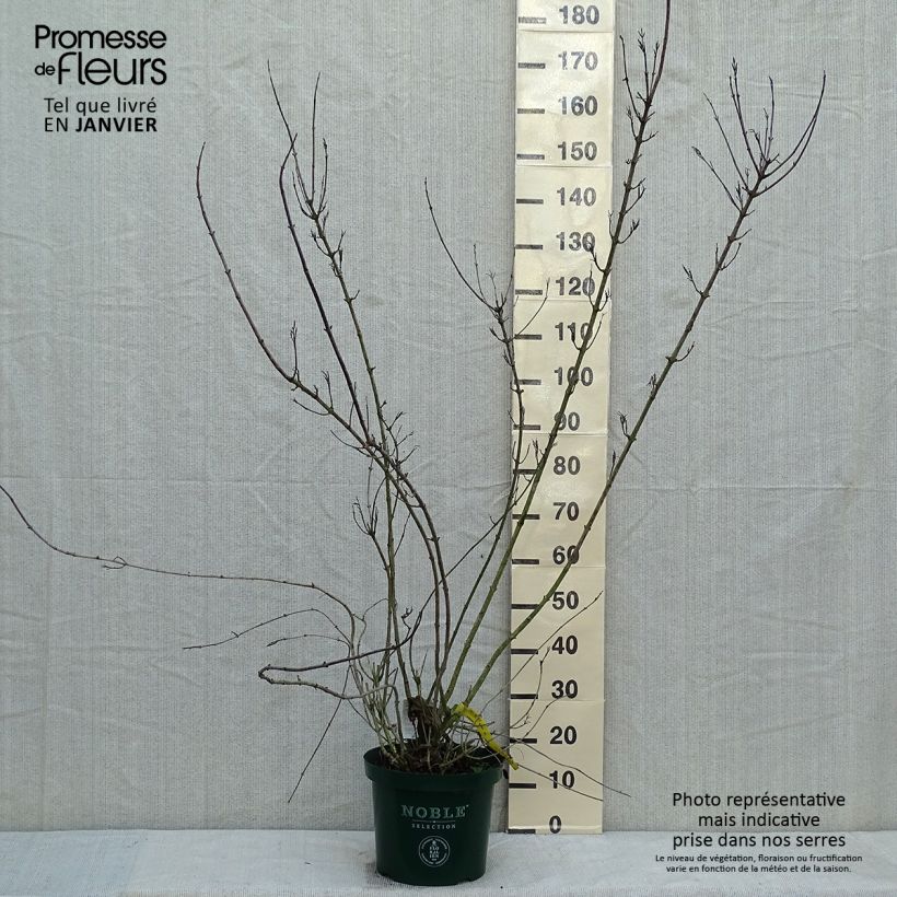 Amostra de Weigélia florida Polka Vaso de 7,5 L/10 L tal como entregue no inverno