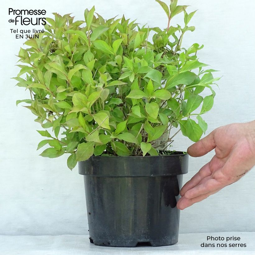 Amostra de Weigélia florida Princess Ayla Vaso de 3 L/4 L tal como entregue no verão