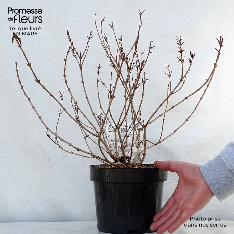 Amostra de Weigélia florida Princess Ayla Vaso de 3 L/4 L tal como entregue na primavera