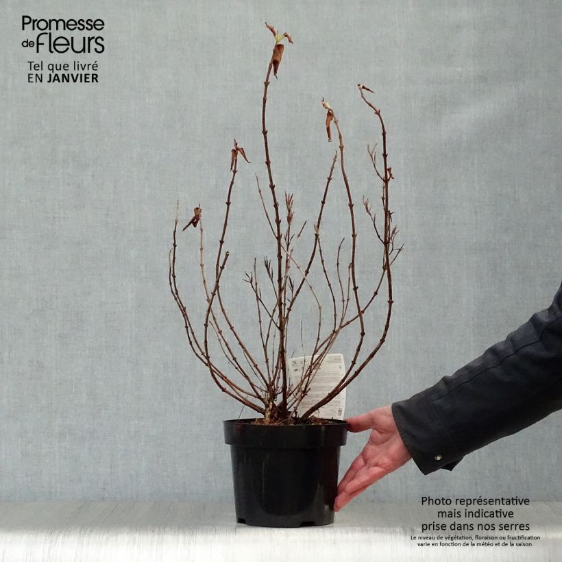 Amostra de Weigelia florida Princess Ayla Vaso de 3 L/4 L tal como entregue no inverno