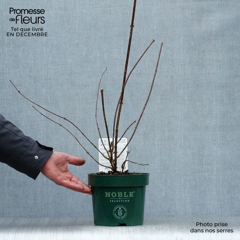 Amostra de Weigélia florida Polka Vaso de 2 L/3 L tal como entregue no inverno