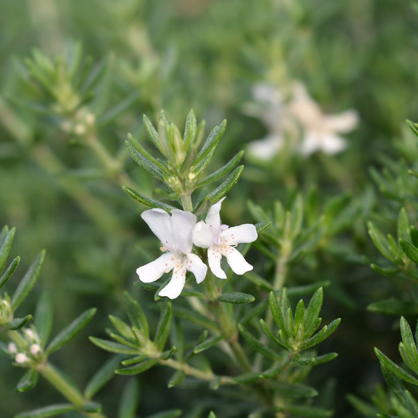 Westringia fruticosa Branco (Floração)