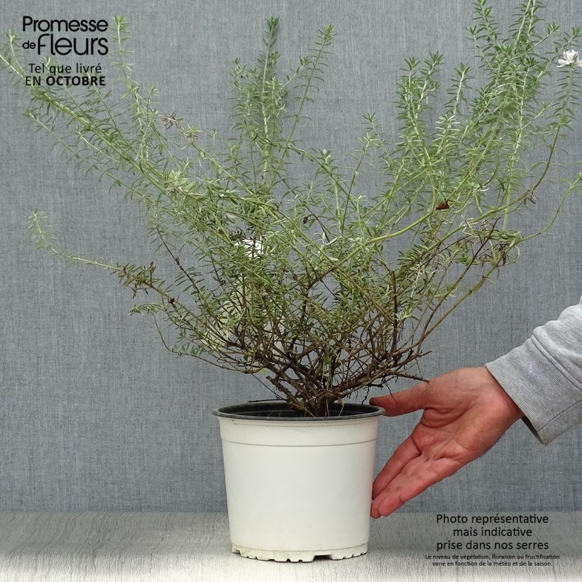 Amostra de Westringia fruticosa Branco Vaso de 2 L/3 L tal como entregue no outono