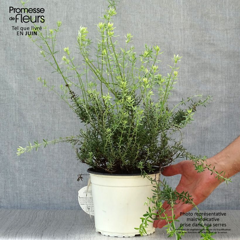 Amostra de Westringia fruticosa Branco Vaso de 2 L/3 L tal como entregue no verão